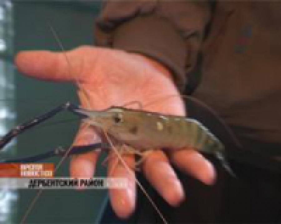 В Дербентском районе успешно проходит эксперимент по разведению гигантских креветок