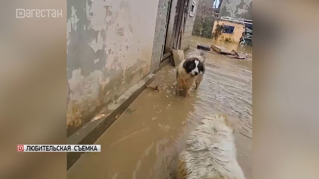 Наводнение в Махачкале затопило приют для бездомных животных, оставив собак в беде