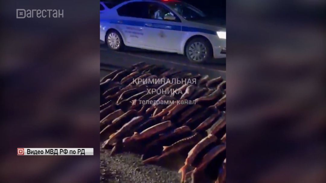УФСБ пресекло незаконную перевозку крупной партии осетрины