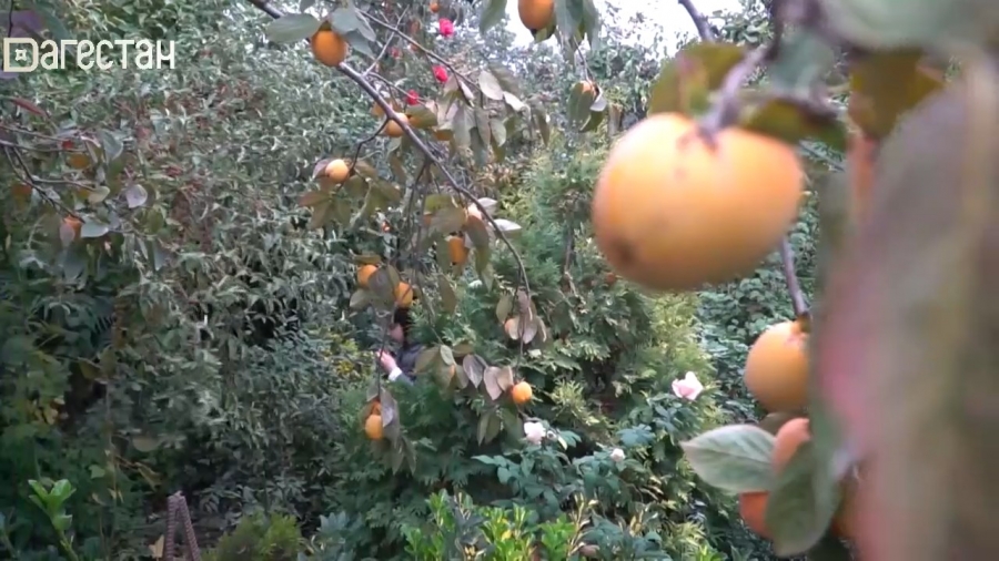 Агросектор. Хурма