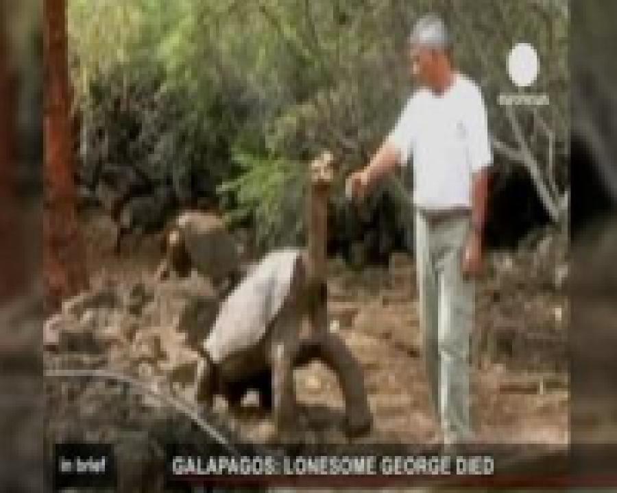 Галапагосские слоновые черепахи как вид больше не существуют