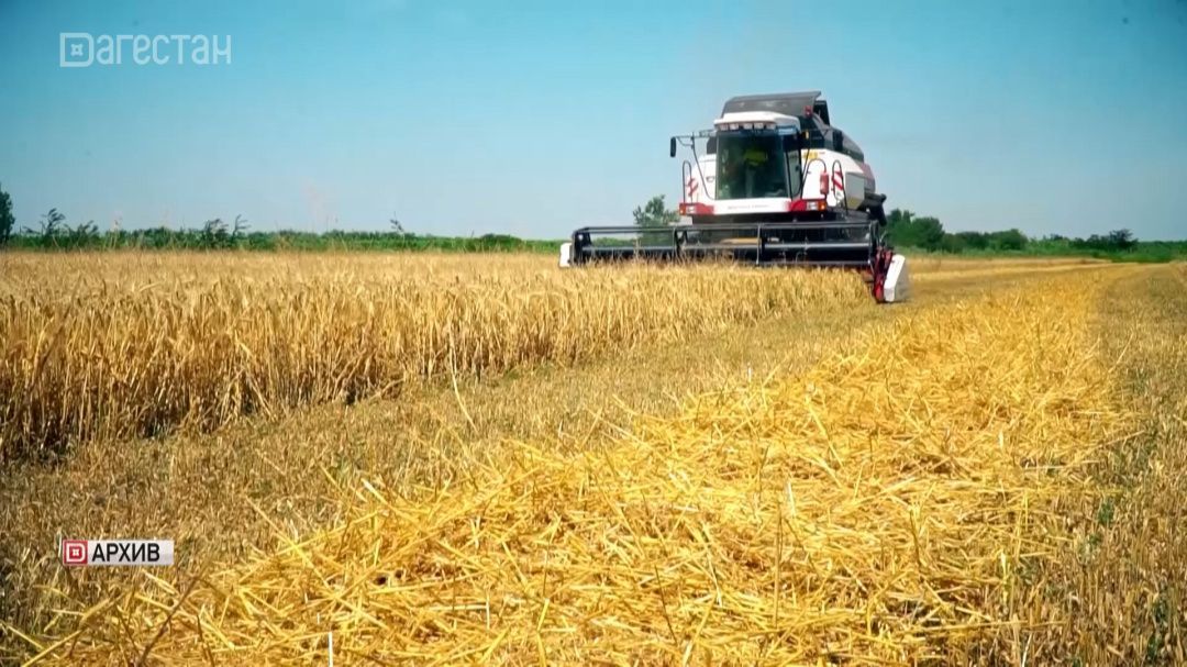 Дагестанские сорта  зерновых культур  пользуются повышенным спросом