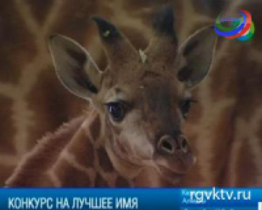 В Казахстане журналисты дадут имя новорожденному жирафу
