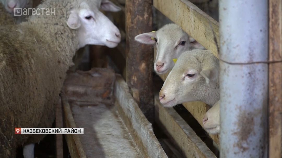 Развитие молочного овцеводства в Дагестане 