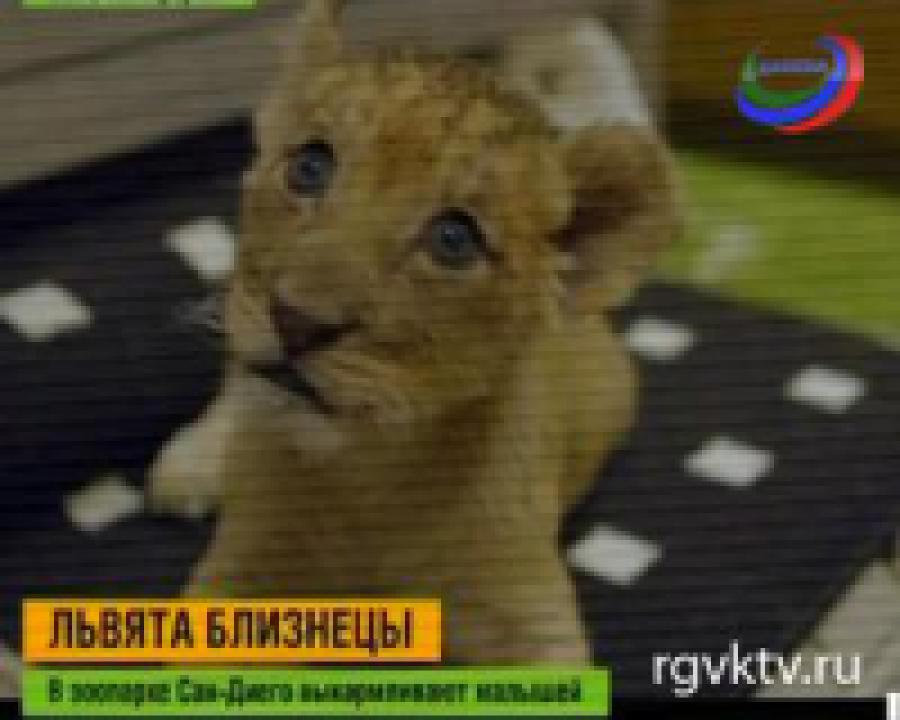 В зоопарке Сан-Диего выбирают имена львятам