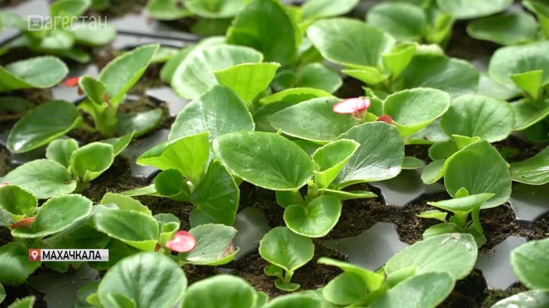 Теплица, в которой выращивают красоту, расположена в Ленинкенте