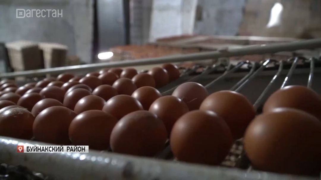 Рост цен на яйца обусловлен зависимостью от импорта, только треть продукции производится внутри РД