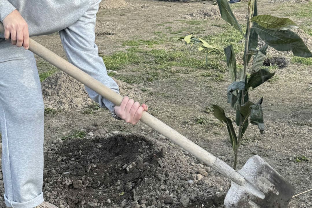 В цитадели «Нарын-Кала» высадили саженцы мушмулы в честь начала Рамадана