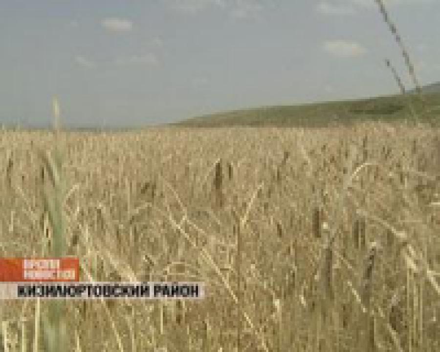 В Дагестане началась уборка озимых 