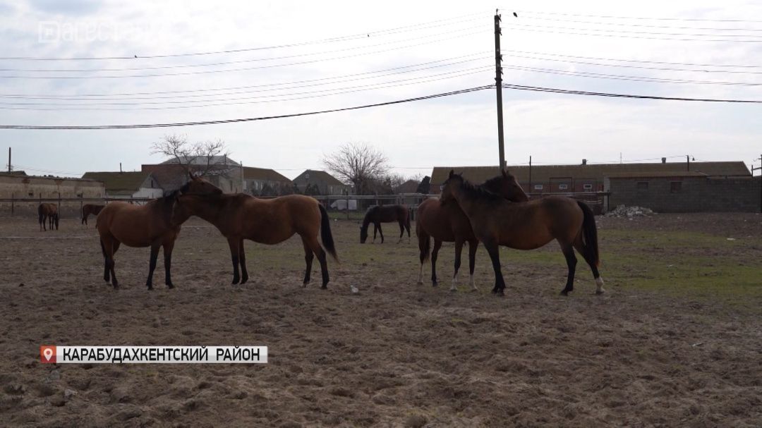 В хозяйствах, занимающихся коневодством,  в настоящее время проходит выжеребка  