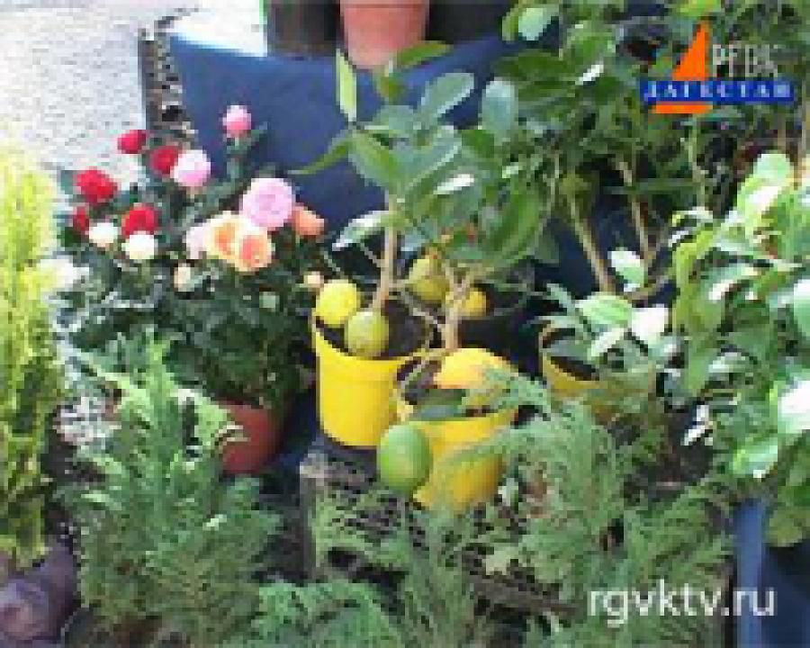 В Махачкале открылась традиционная сельскохозяйственная ярмарка