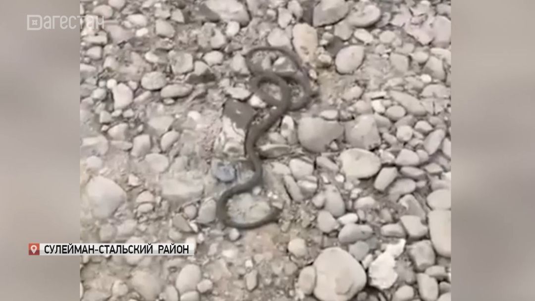 В Сулейман-Стальском районе из родника достали змею