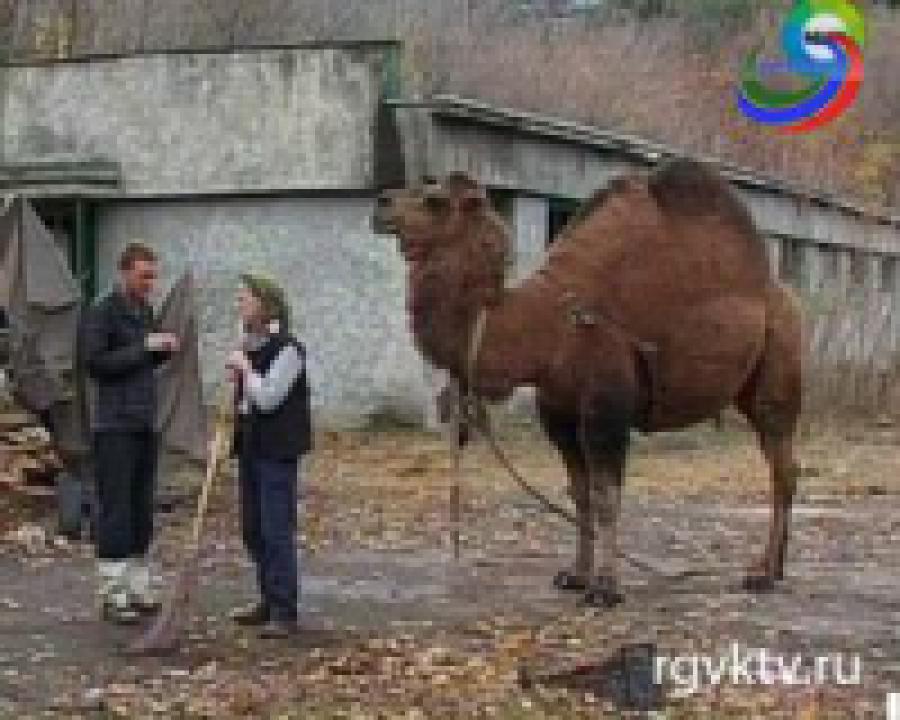 Швейцарец  Вердон Роланд приехал в Грузию на верблюде