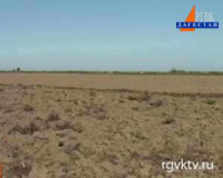20 тысяч тонн кукурузы и 1 тысяча тонн подсолнечника убрано в этом году в Дагестане