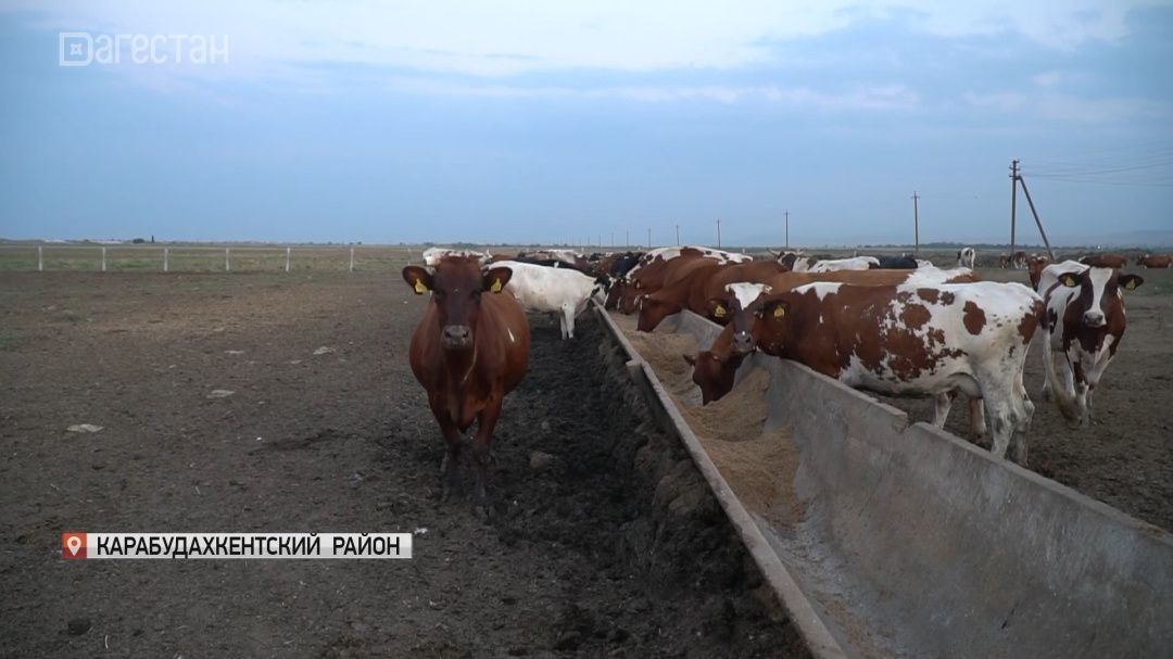 В Дагестане проходит конкурсный отбор на получение грантов для развития селькооперативов 