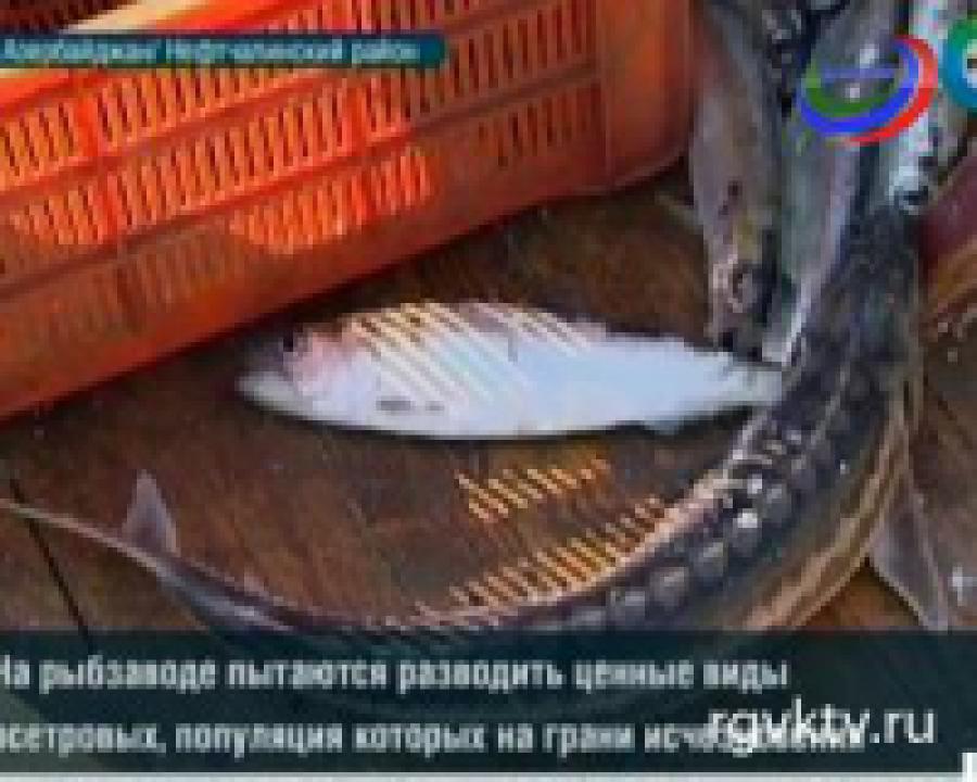 Азербайджан пытается восстановить численность осетровых в Каспии 