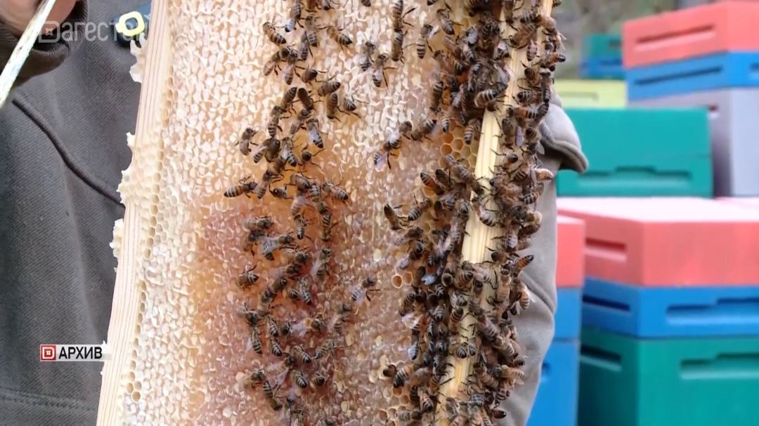 Прощай, фальшивый мёд! 