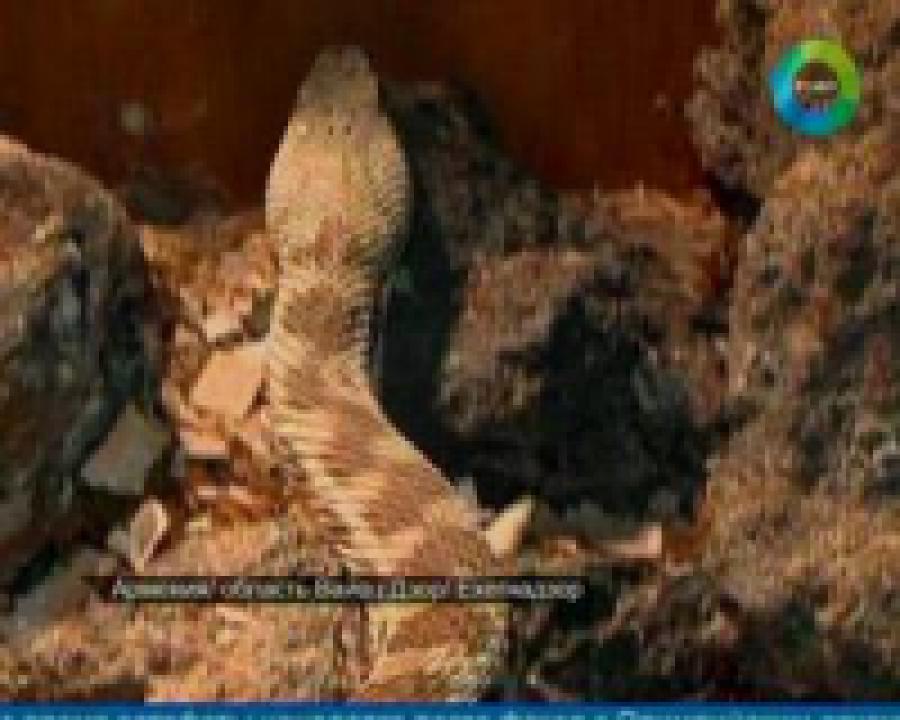 Ереван атакуют ядовитые змеи