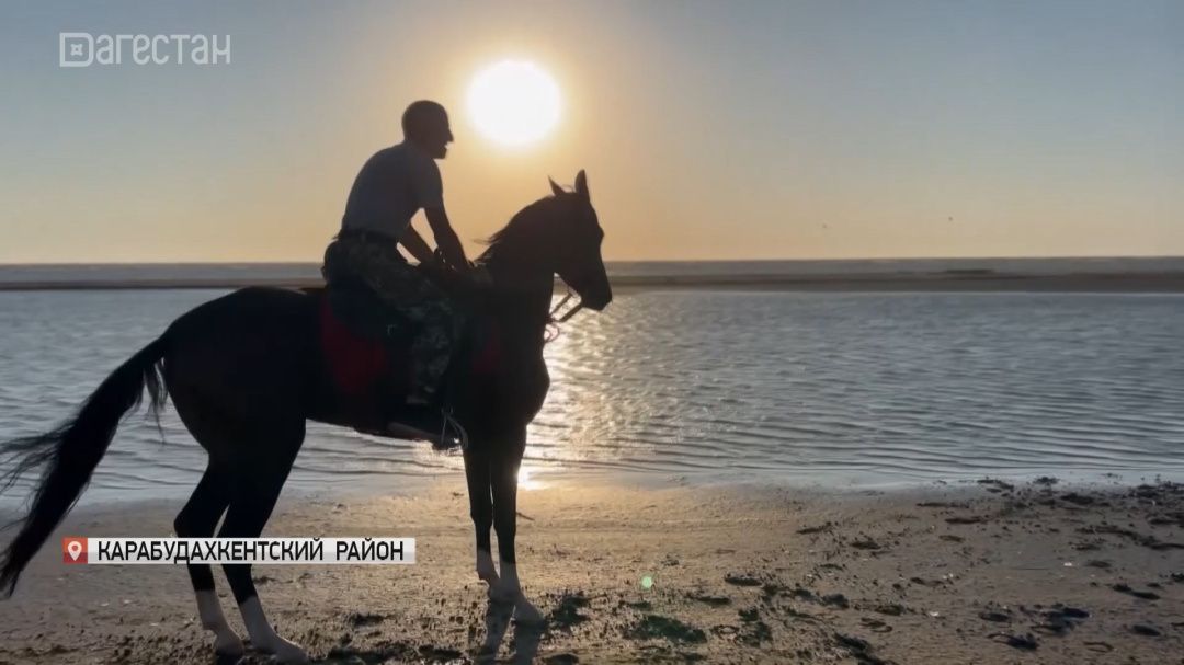 Как  живется в республике чистокровным ахалтекинцам