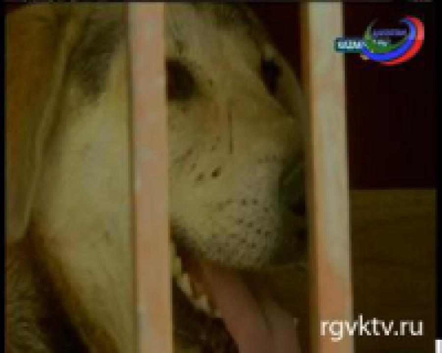 В Мехико свирепствуют бродячие собаки