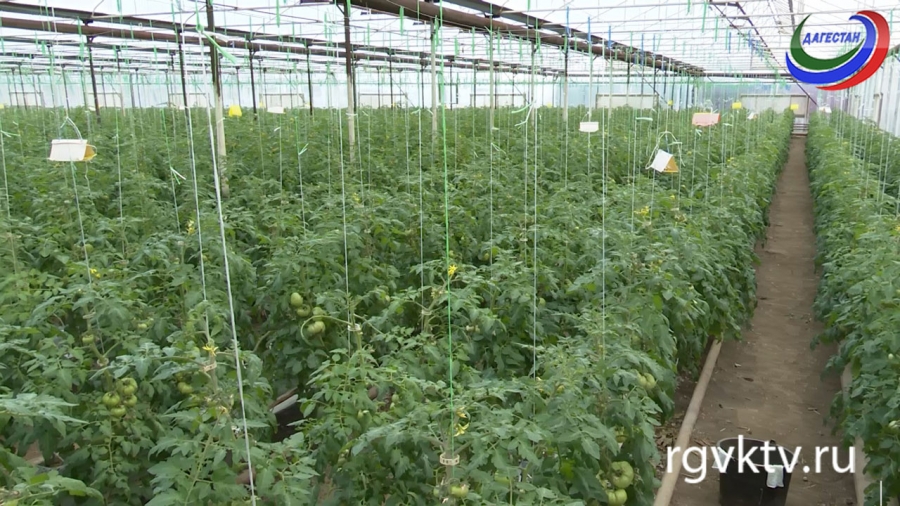 Агросектор