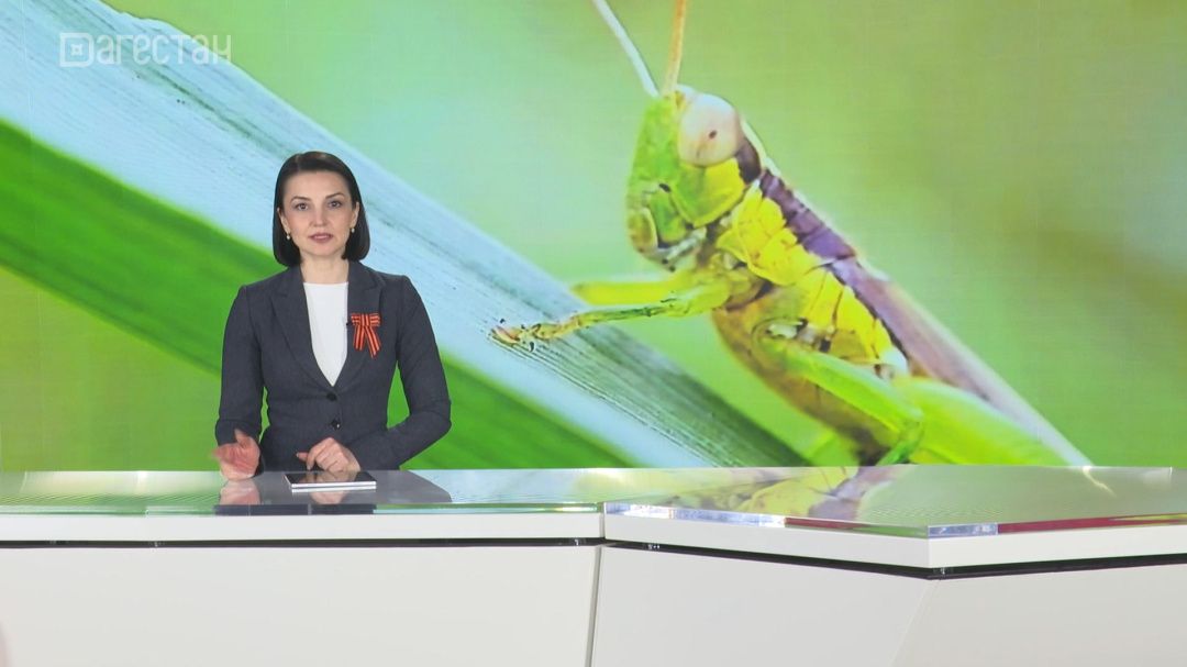 Личинки марокканской саранчи обнаружены на границе Дагестана и Ставрополья