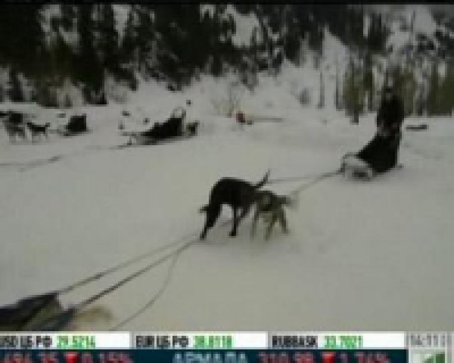 На Чукотке собачьи упряжки оснастили бесплатным интернетом