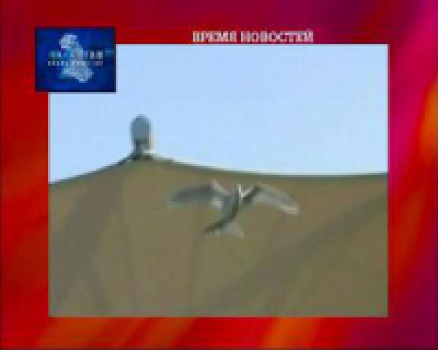 Французские инженеры разработали искусственную чайку