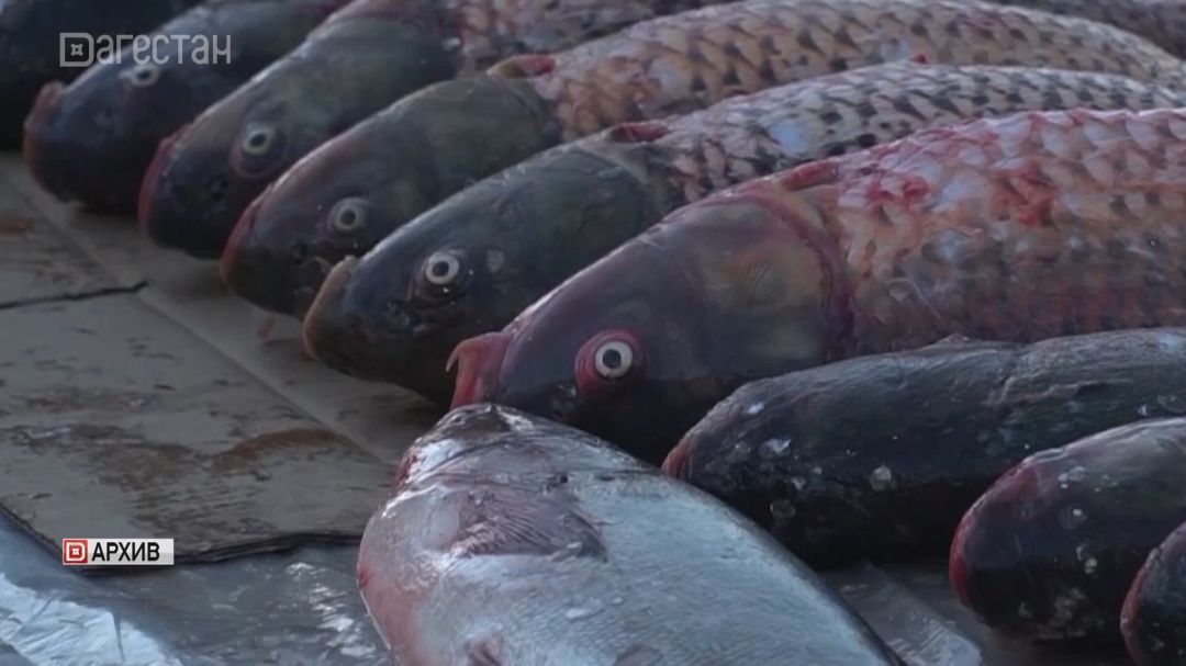 В Махачкале пройдет рыбная сельскохозяйственная ярмарка 