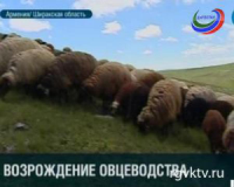 В Армении возрождают овцеводство