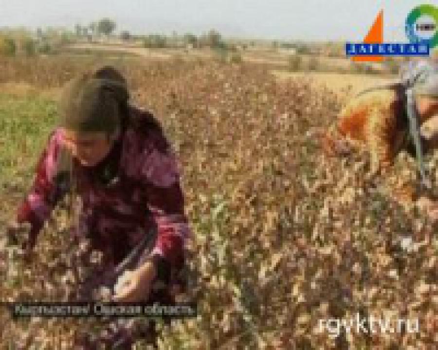 Ошские фермеры готовы отказаться от выращивания хлопка