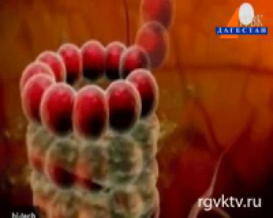 Стволовые клетки+принтер=матрица сердца