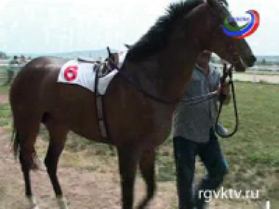 Золотой мустанг