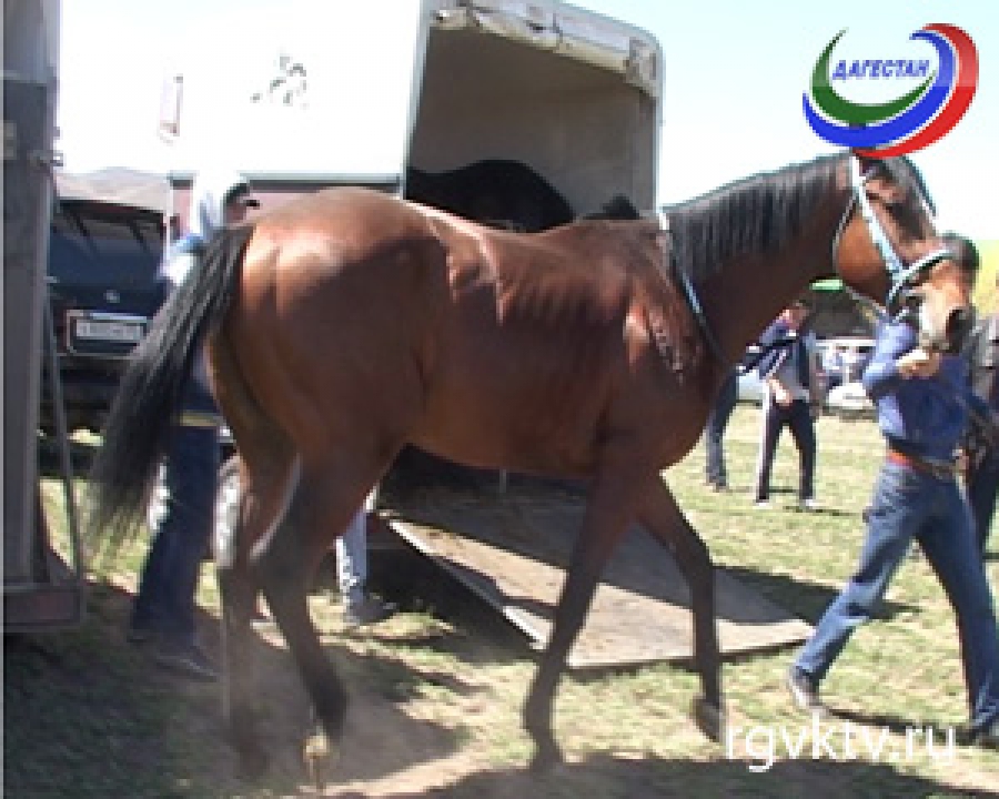 Золотой мустанг