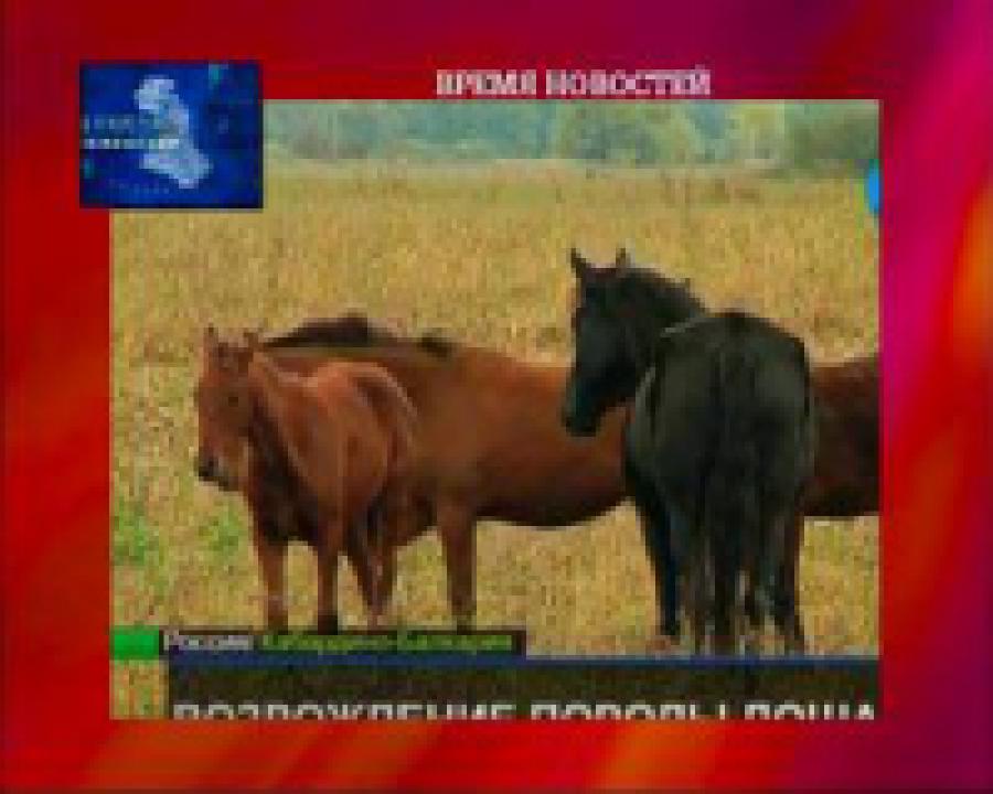 Фермеры Кабардино-Балкарии хотят возродить местную породу лошадей