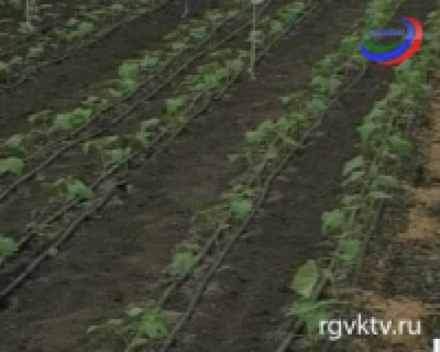 В Тарумовском районе строится тепличный комплекс