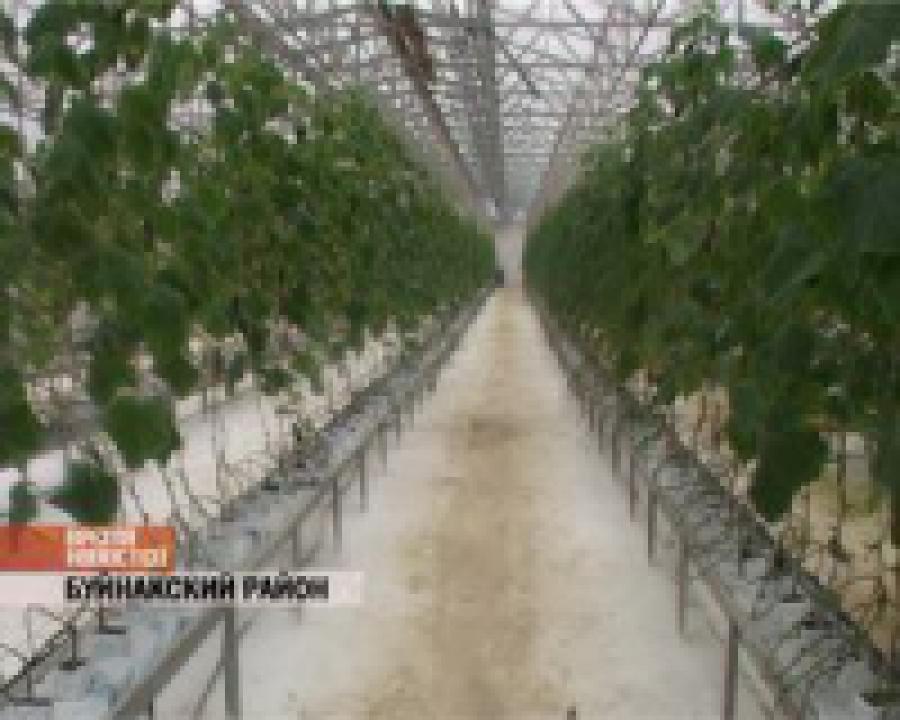 В Буйнакском районе выращивают овощи на закрытом грунте