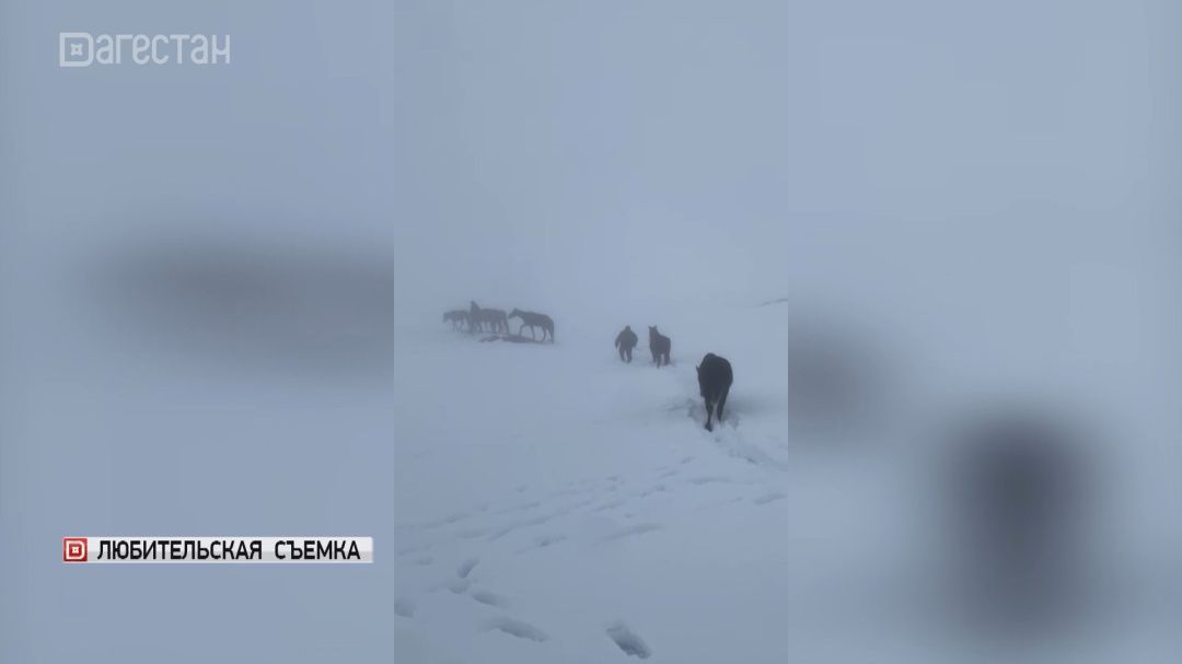 Высокогорье Дагестана оказалось в плену аномальных снегопадов