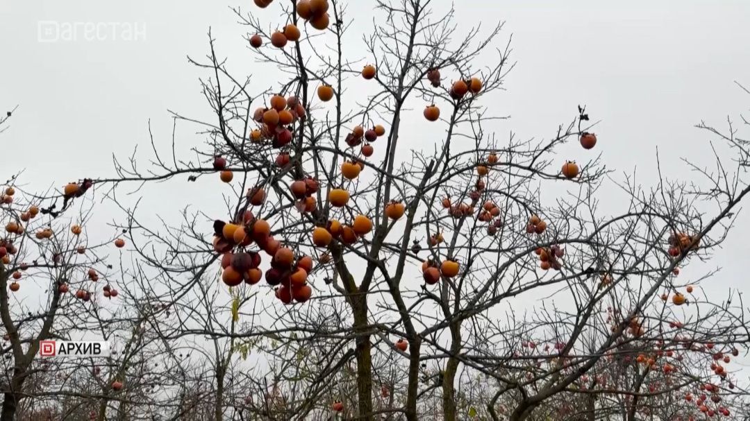 Пенсионерка в Дагестане едва не погибла из-за любви к хурме 