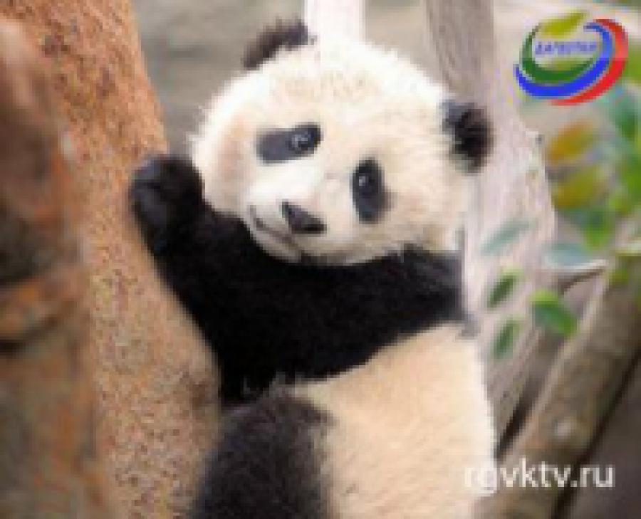 В китайском заповеднике зоологи кормят панд, переодевшись в животных