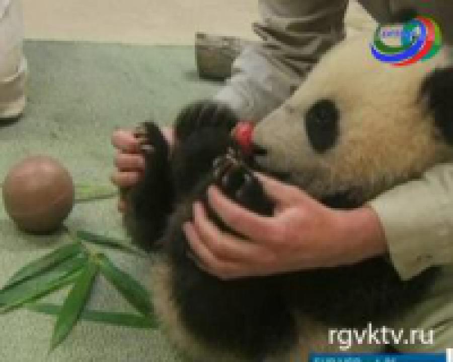 Детеныш панды прошел медкомиссию