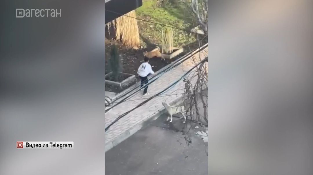 Стая бездомных собак напала на ребенка в Буйнакске