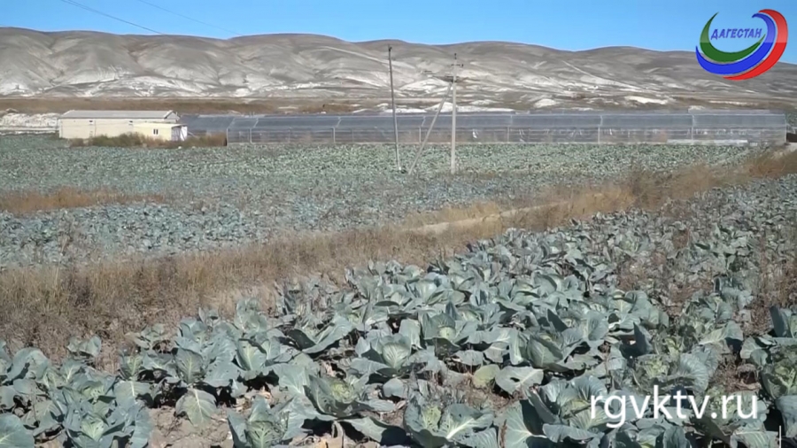 Агросектор