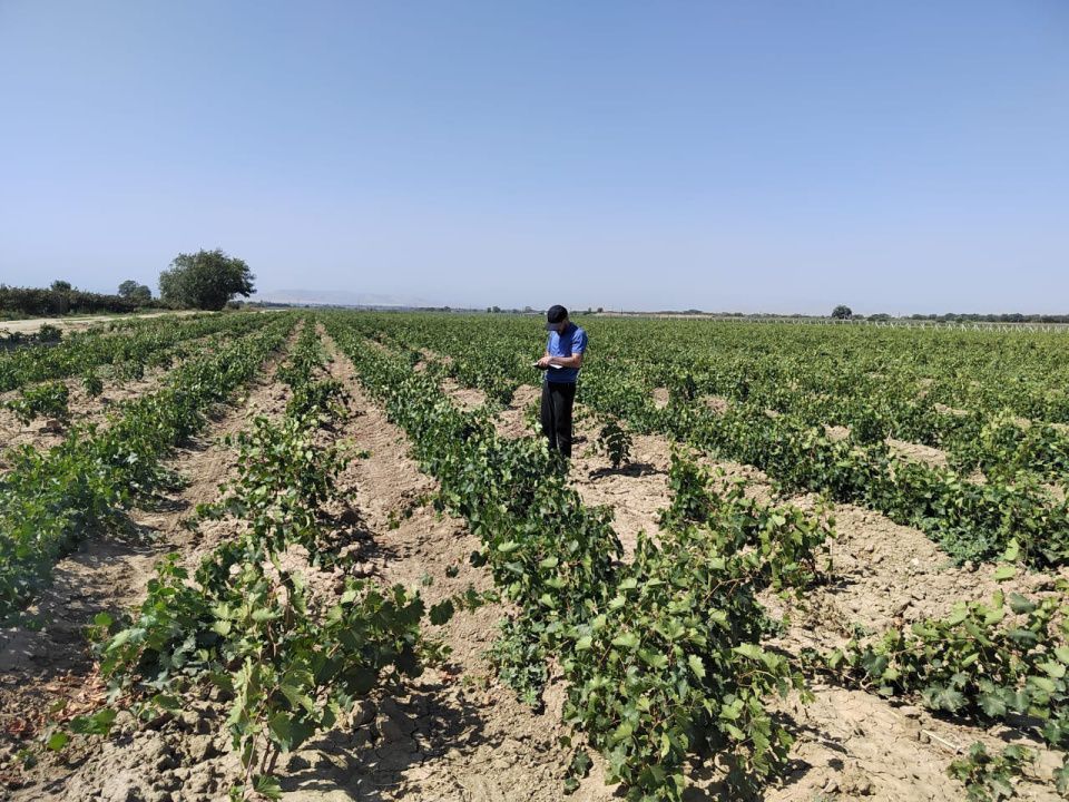 В Дагестане увеличат производство саженцев винограда в 1,5 раза 