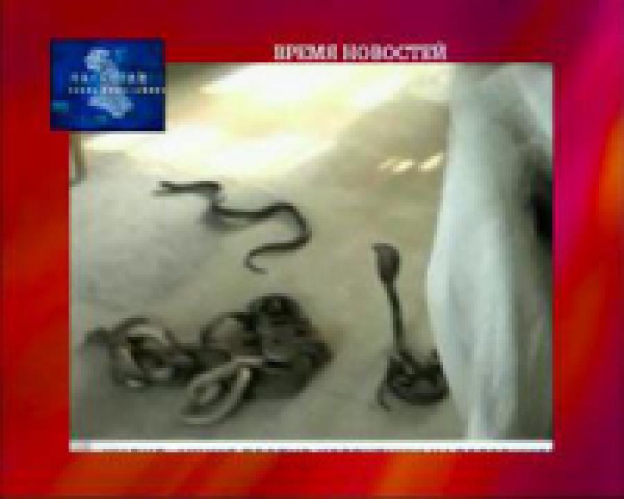 Фермеры Индии запустили змей в офис налоговой службы