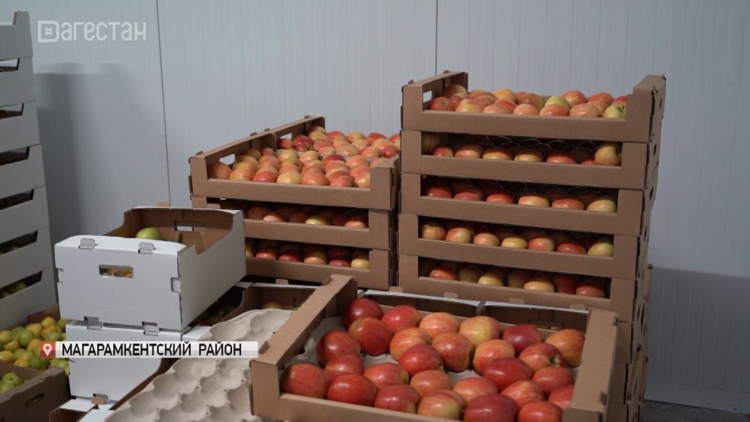 В преддверии Ураза-байрама дагестанские фермеры отправили в зону СВО 20 тонн яблок