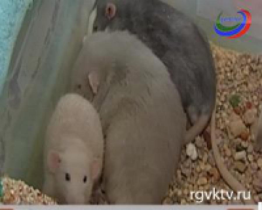 Разведка научит мышей искать взрывчатку