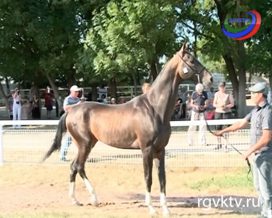 Золотой мустанг