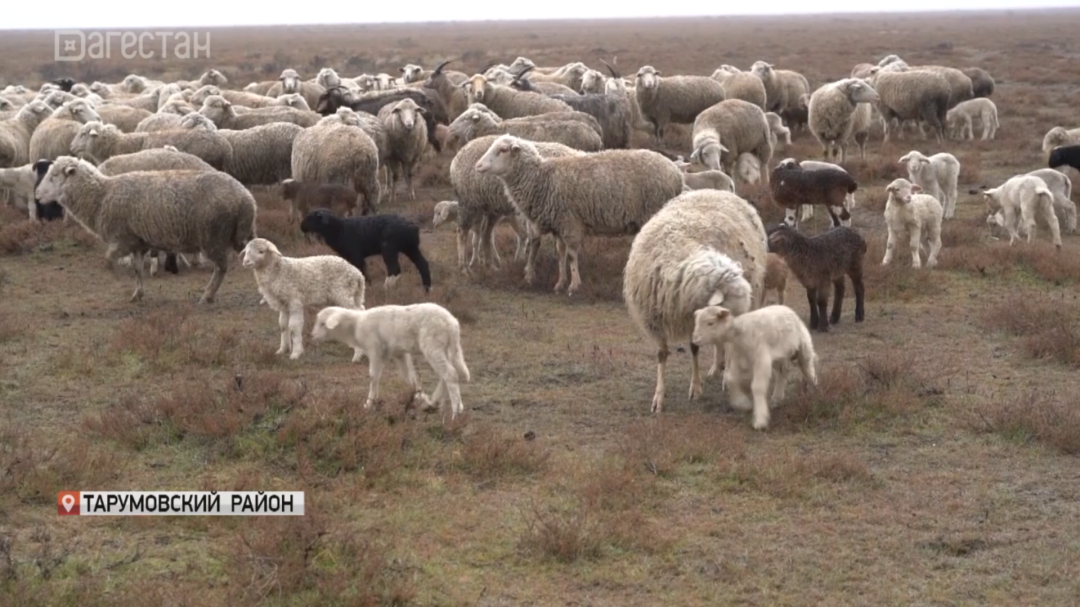 В Дагестане в разгаре ягнение овец