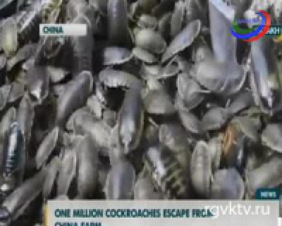 Миллион тараканов на  свободе 